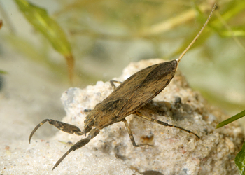 Wasserskorpion (Nepa rubra) - © Gernot Kunz
